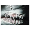 Lidské zuby aneb jsme jak žraloci