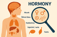 Hormony pod lupou